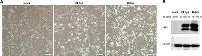 Whole-transcriptome analyses of sheep embryonic testicular cells infected with the bluetongue virus